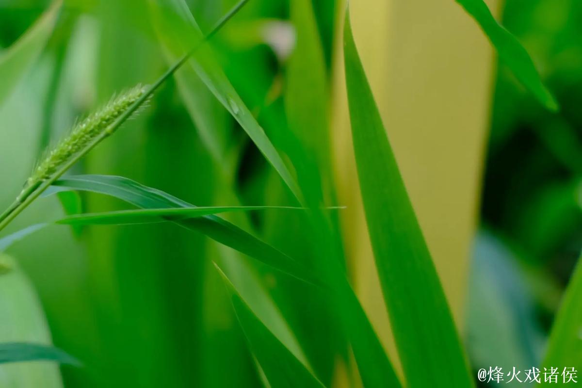 青青草导航——绿色纯净的优质网址推荐